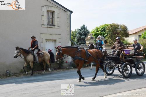 trans'anjou (89)