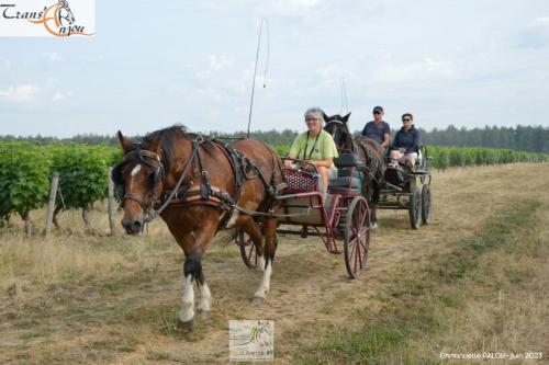 trans'anjou (280)