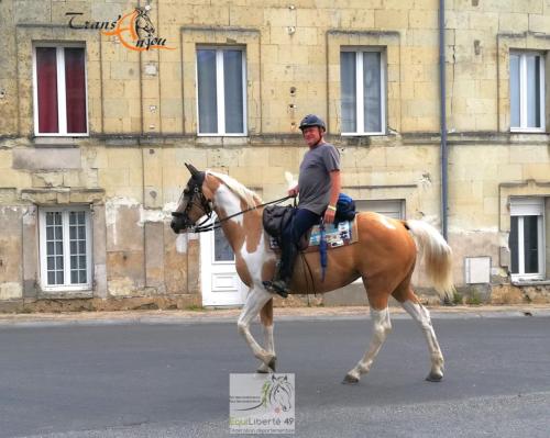trans'anjou (13)