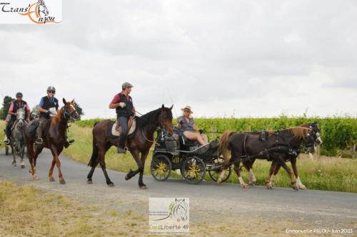 trans'anjou (229)