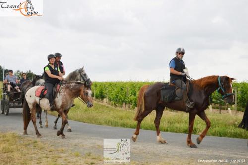 trans'anjou (230)