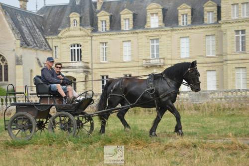 trans'anjou (26)