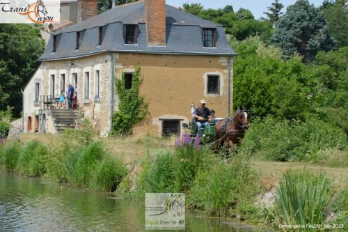 trans'anjou (342)