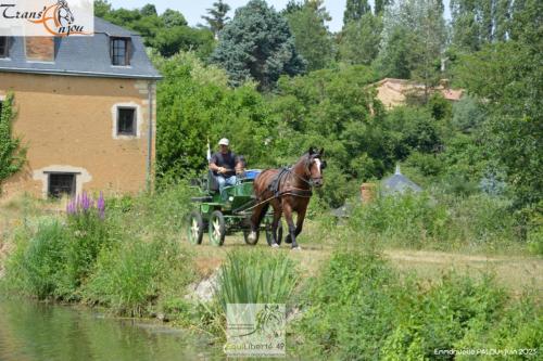 trans'anjou (343)
