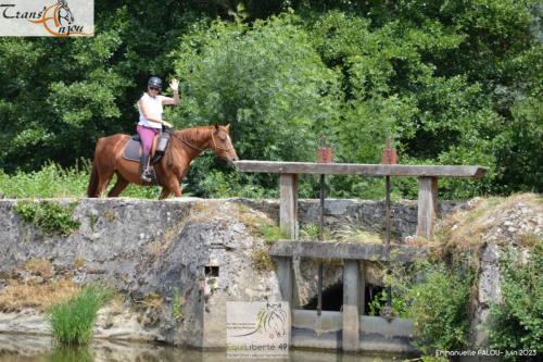 trans'anjou (349)