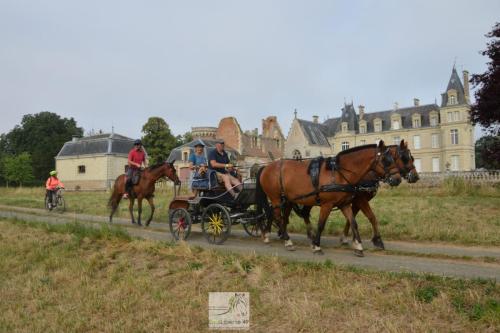 trans'anjou (35)