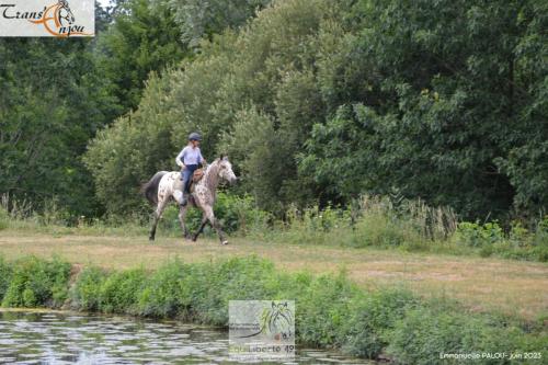 trans'anjou (356)