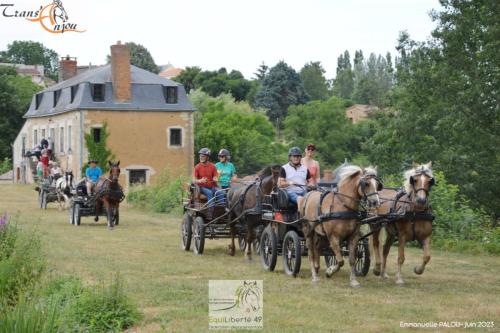 trans'anjou (367)