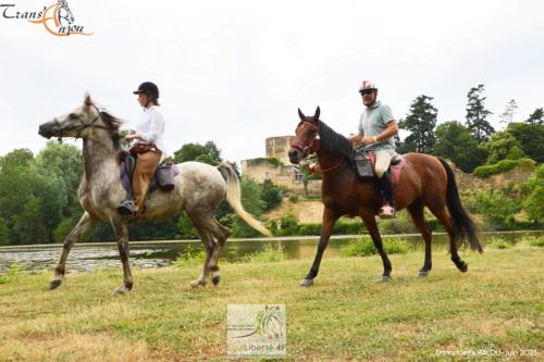 trans'anjou (381)