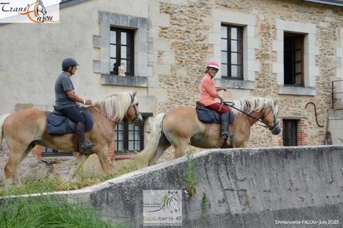 trans'anjou (383)