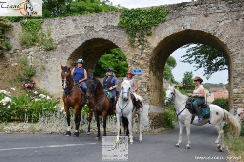 trans'anjou (392)