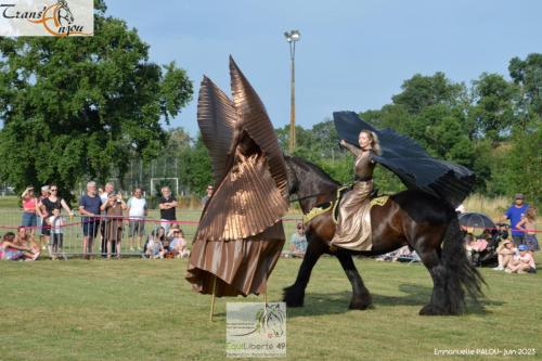 trans'anjou (397)