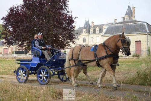 trans'anjou (41)