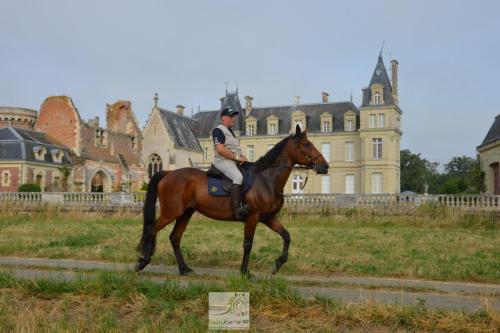 trans'anjou (42)