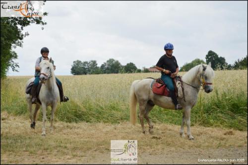 trans'anjou (441)