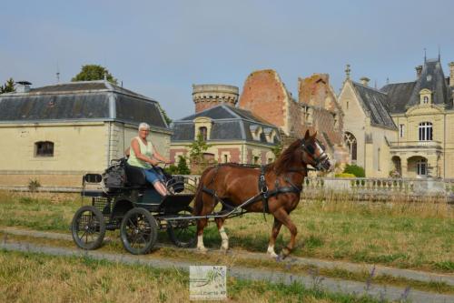 trans'anjou (47)