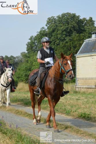 trans'anjou (50)