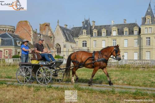 trans'anjou (56)